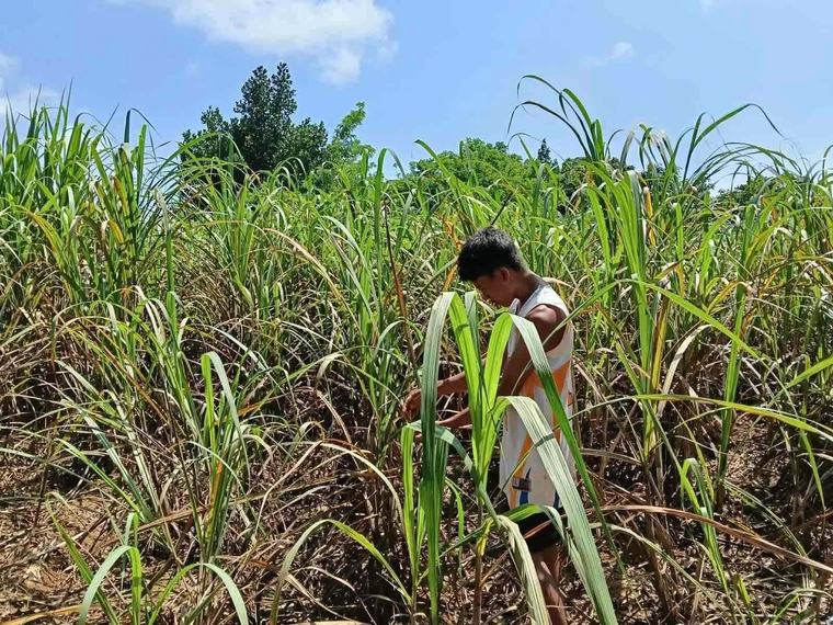 Sugarcane pest attack widens; Negros worst hit
