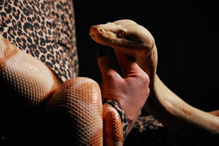 Even snakes have to audition for the opera at the Met. Princess the boa constrictor got the part