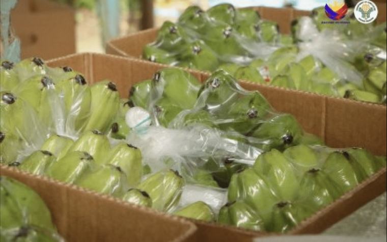DA in Davao signs deals to bring Saba bananas to Hong Kong, New Zealand