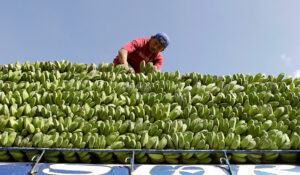 Zero banana tariffs top PHL agenda during JPEPA review