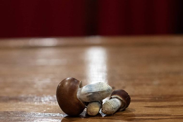 US study tests psilocybin to fight cancer side effects