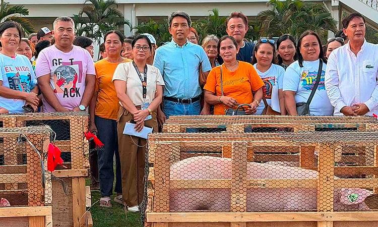 Cebu hog industry eyes recovery as 400 premium-bred gilts distributed to farmers