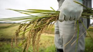 Monsoon to ease projected fall in rice output