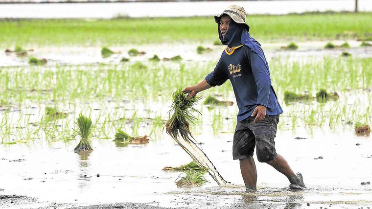 Agri losses hit P4.38B amid monsoon, recent storms—DA