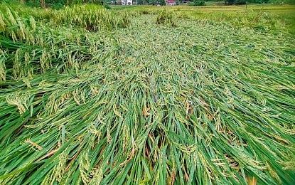 Rice bears brunt of P3.62-B farm damage