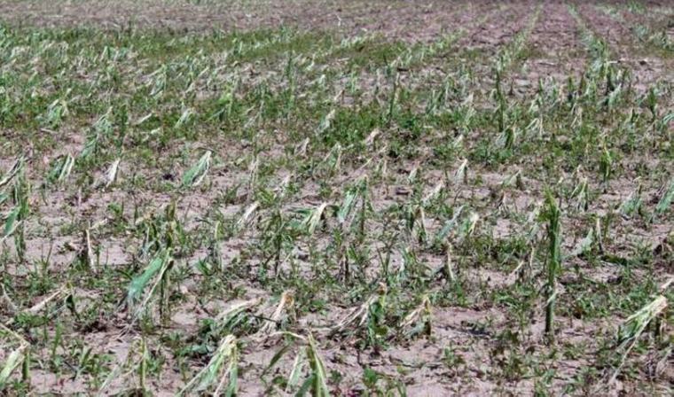 Agri losses from storms, monsoon rise to P2.84B