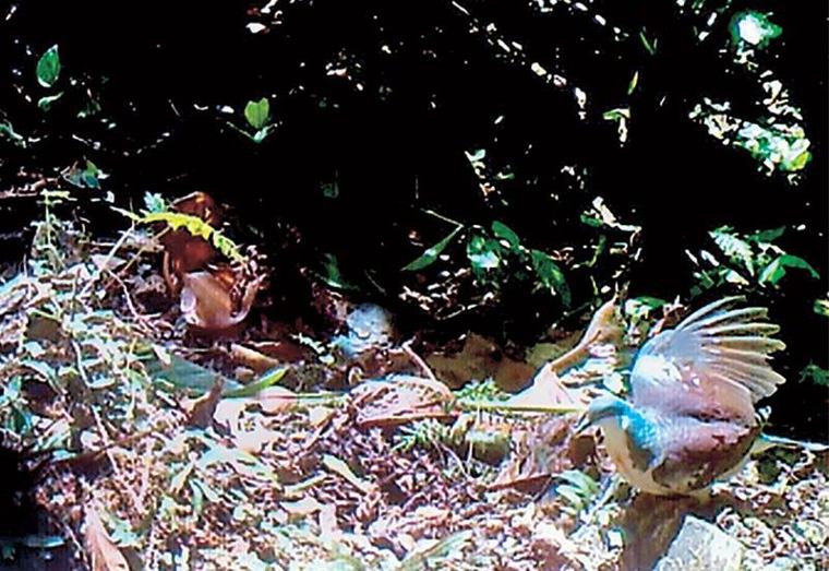 Mindoro bleeding-heart pigeon spotted after 20 years