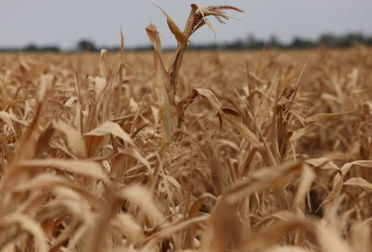 World food prices highest since 2022 – FAO