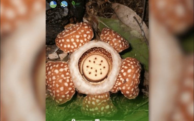 DENR eyes monitoring system for endangered Samar Rafflesia flower