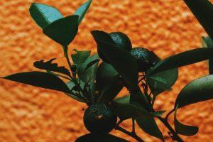 High-value crops, fish prices rise due to storms, monsoon