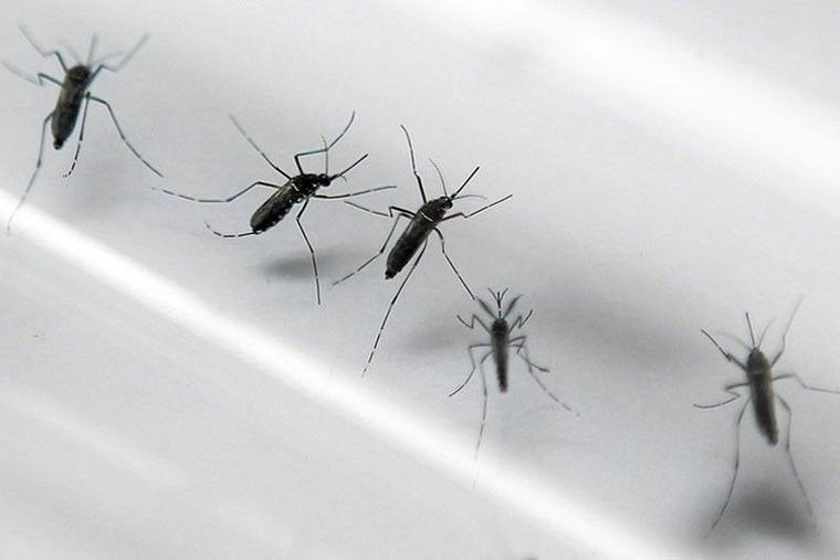 128,634 dengue cases reported this year